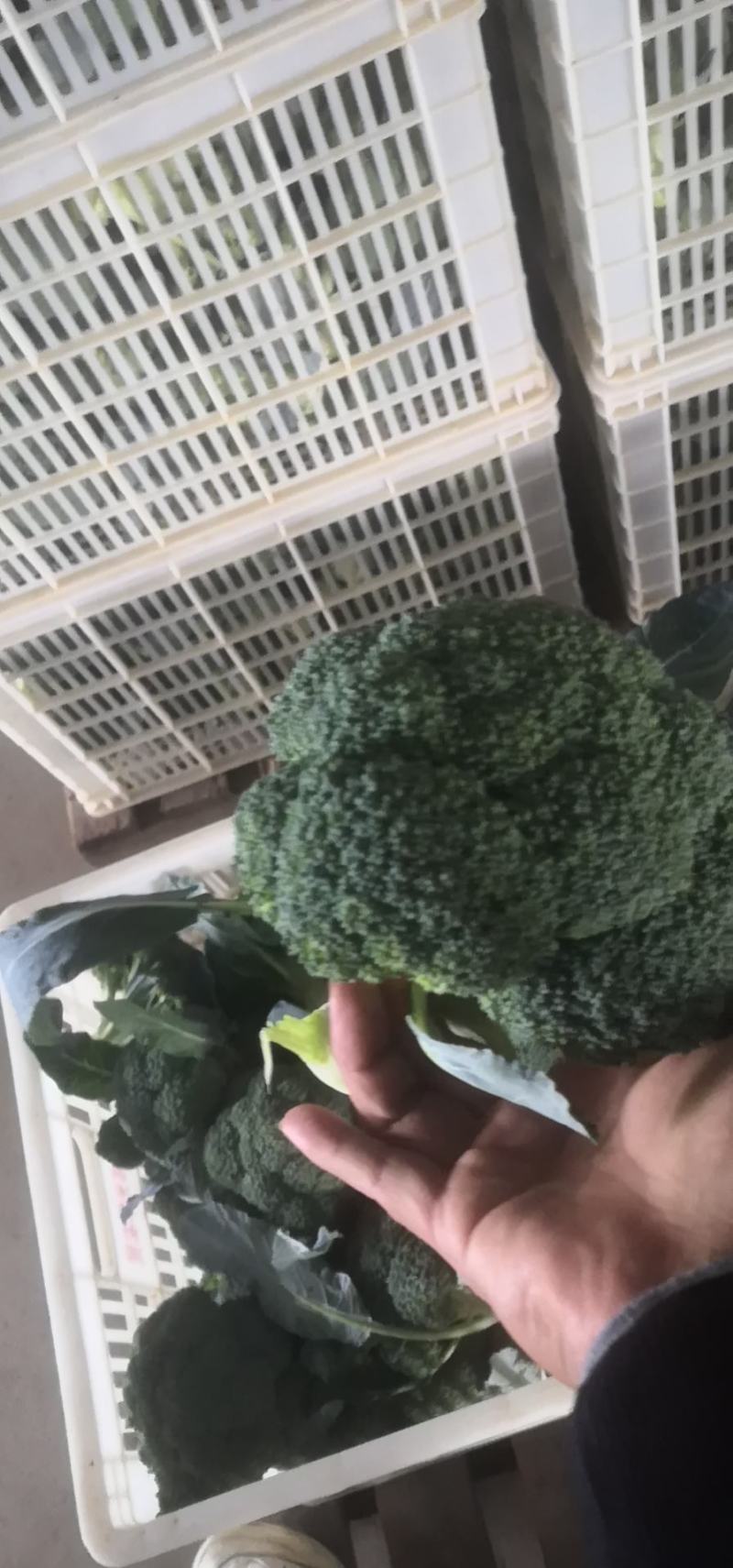 精品西兰花