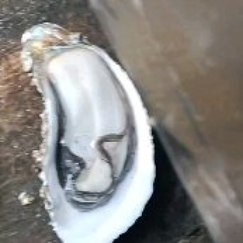 钦州生蚝（热销，地标农产品钦州大蚝，咸淡水海域，高品质）