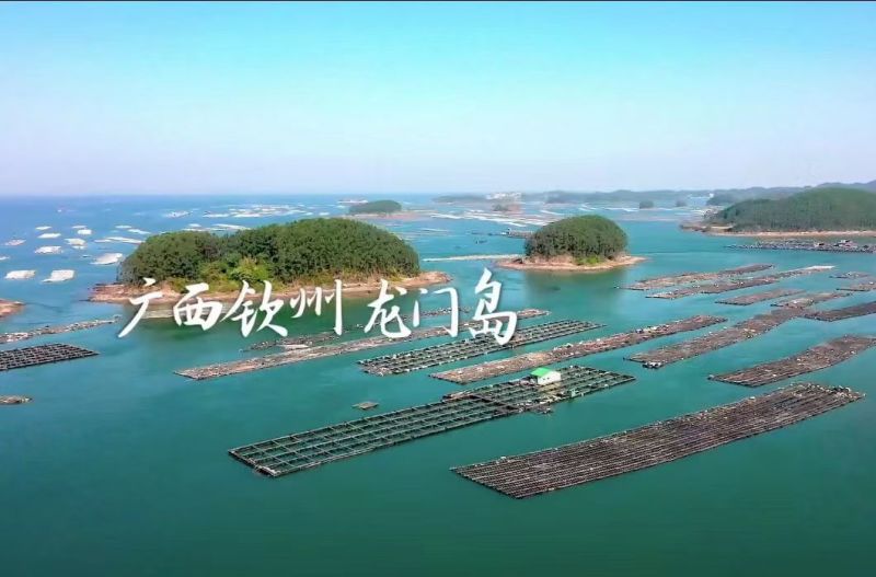 钦州生蚝（热销，地标农产品钦州大蚝，咸淡水海域，高品质）