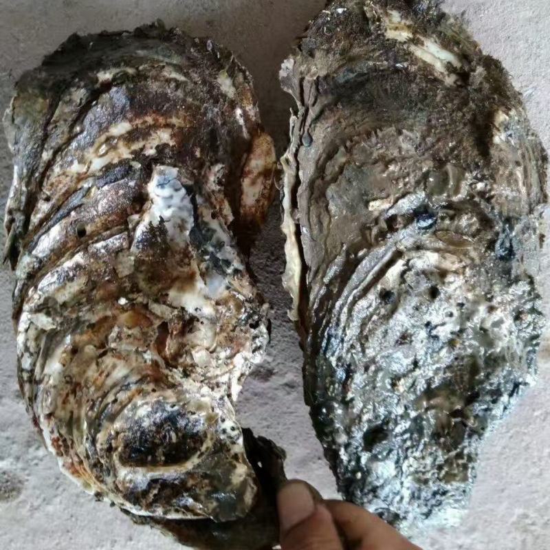 钦州生蚝（热销，地标农产品钦州大蚝，咸淡水海域，高品质）