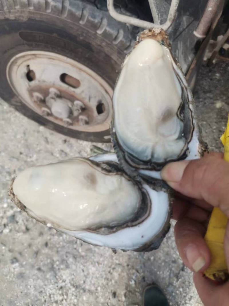 钦州生蚝（热销，地标农产品钦州大蚝，咸淡水海域，高品质）