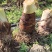 广西荔浦香芋，荔浦槟榔芋头，香甜软糯，老少皆宜，个头大，