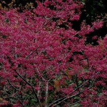 山樱花