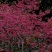 山樱花