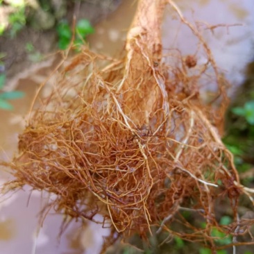 白木沉香底苗