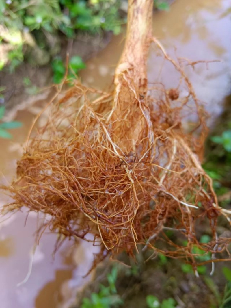 白木沉香底苗