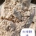 大米粉末，大米厂筛出，蛋白6—10，含淀粉。饲料厂用辅料