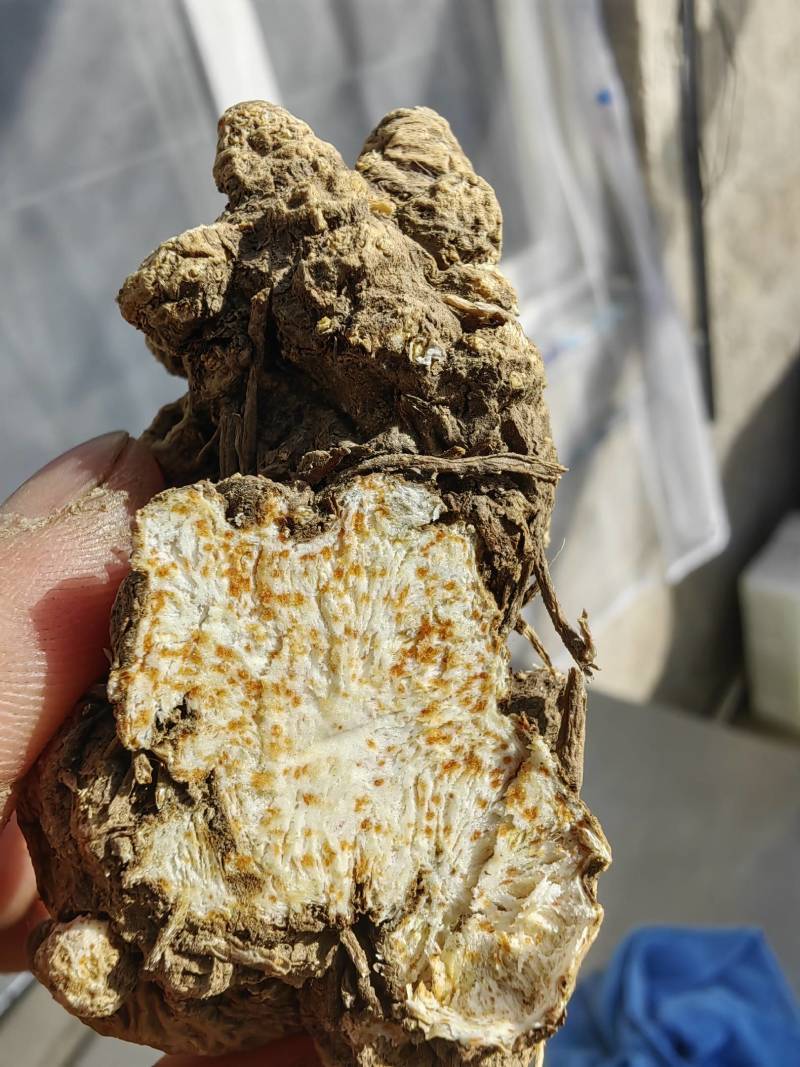 辽宁省凤城市条形朱砂点苍术干货，芽头移栽，含量达标