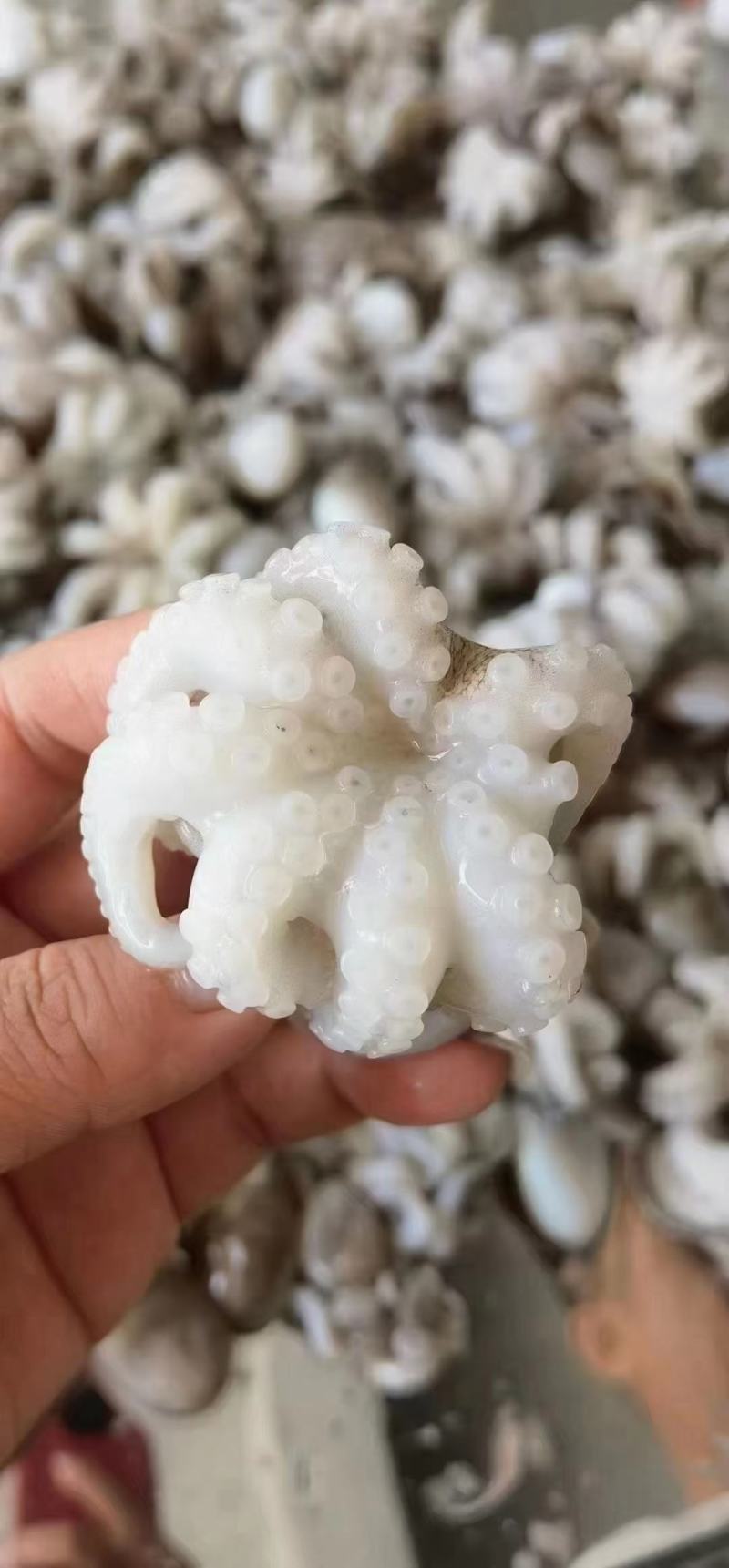 章鱼花去肚章鱼花