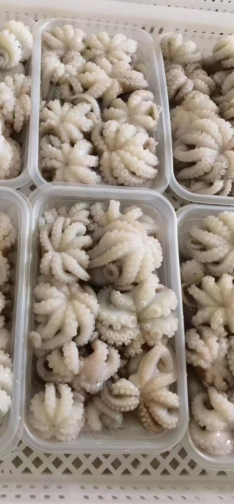 章鱼花去肚章鱼花