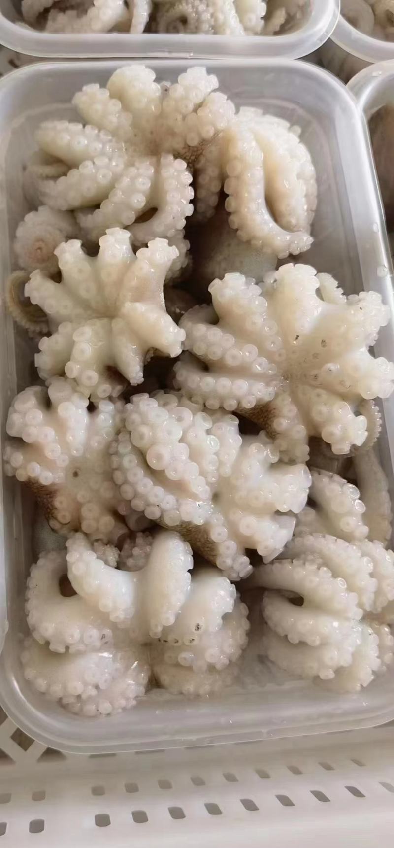 章鱼花去肚章鱼花