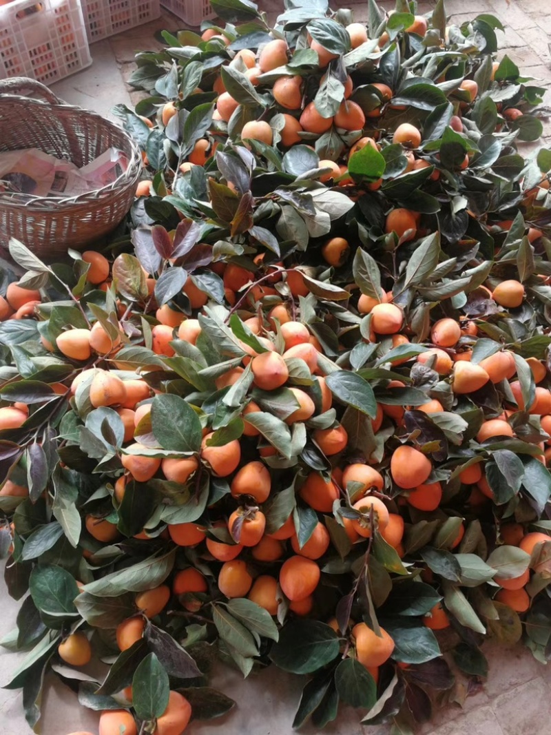 果味伊富平霜降柿饼吊柿陕西特产