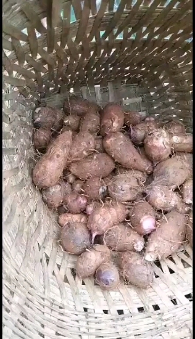 攀枝花红芽芋头大量上市，产地鲜货直发，有需要的老板快来