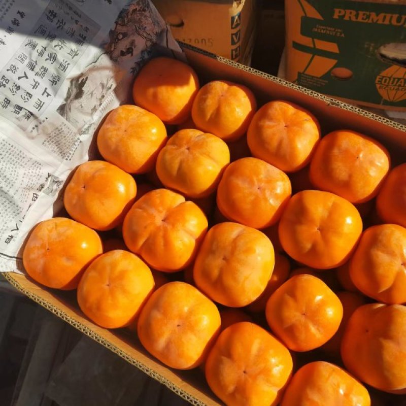 河北遵化磨盘柿子产地批发，大量供应现货。