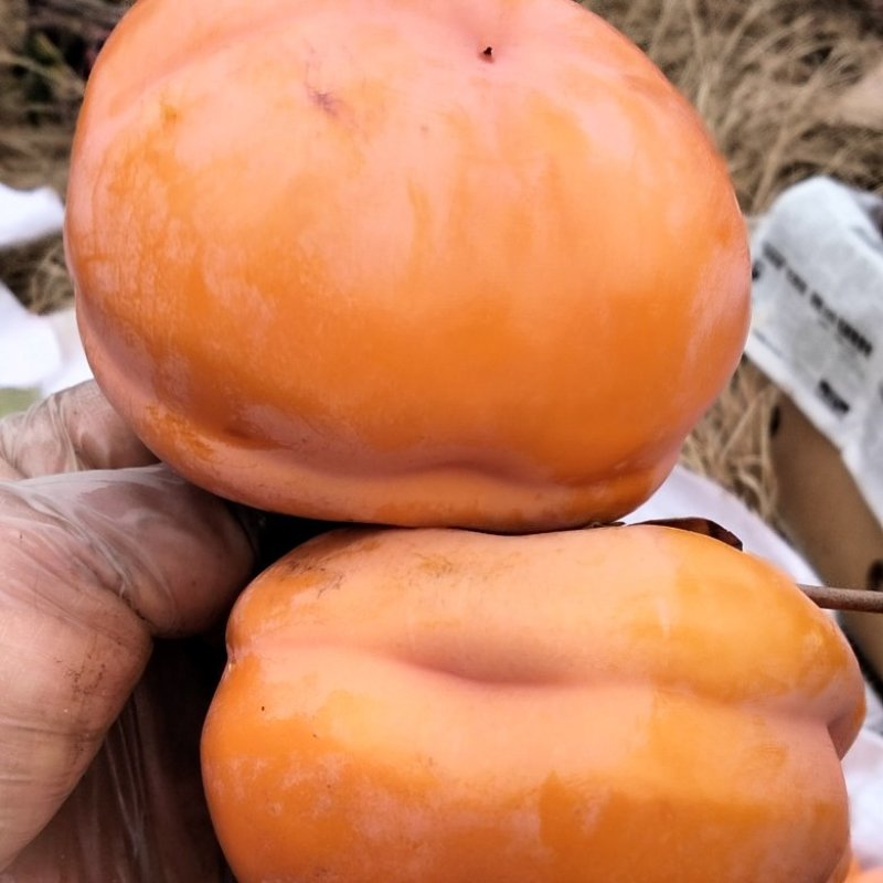 河北遵化磨盘柿子产地批发，大量供应现货。