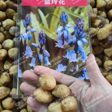 蓝铃花种球进口多年生秋冬种花卉野风信子耐寒球茎种籽球
