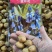 蓝铃花种球进口多年生秋冬种花卉野风信子耐寒球茎种籽球