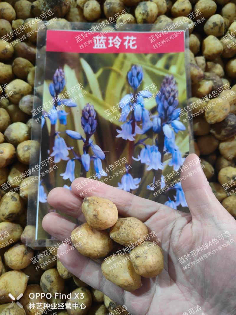 蓝铃花种球进口多年生秋冬种花卉野风信子耐寒球茎种籽球