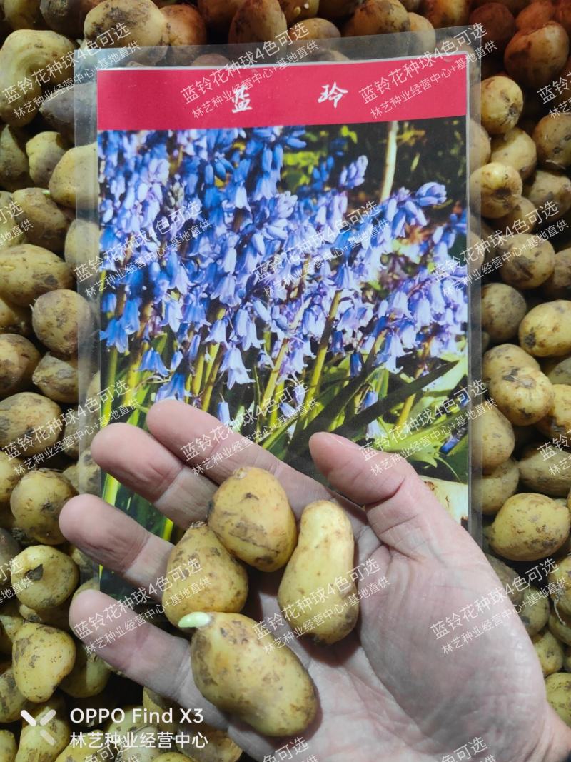 蓝铃花种球进口多年生秋冬种花卉野风信子耐寒球茎种籽球