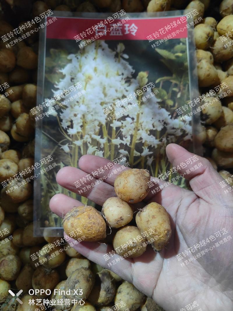 蓝铃花种球进口多年生秋冬种花卉野风信子耐寒球茎种籽球