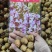 蓝铃花种球进口多年生秋冬种花卉野风信子耐寒球茎种籽球
