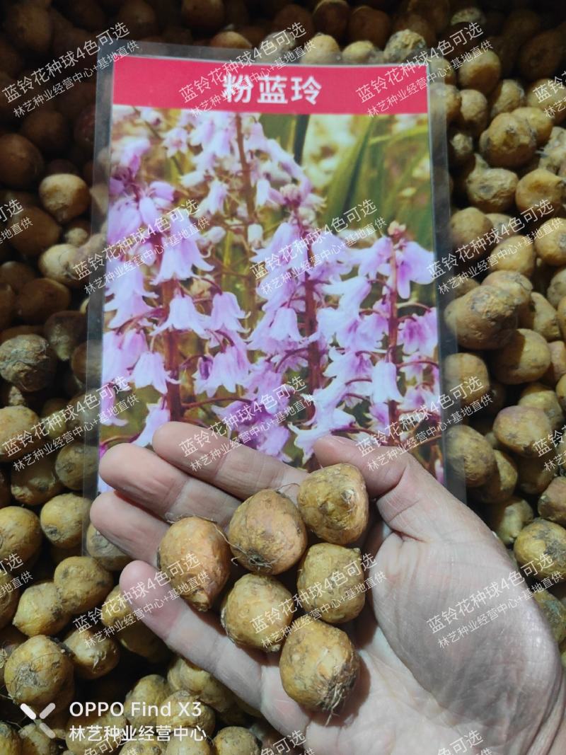 蓝铃花种球进口多年生秋冬种花卉野风信子耐寒球茎种籽球