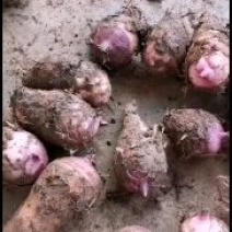 攀枝花红芽芋头大量上市，产地鲜货直发，有需要的老板快来