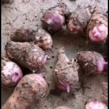攀枝花红芽芋头大量上市，产地鲜货直发，有需要的老板快来
