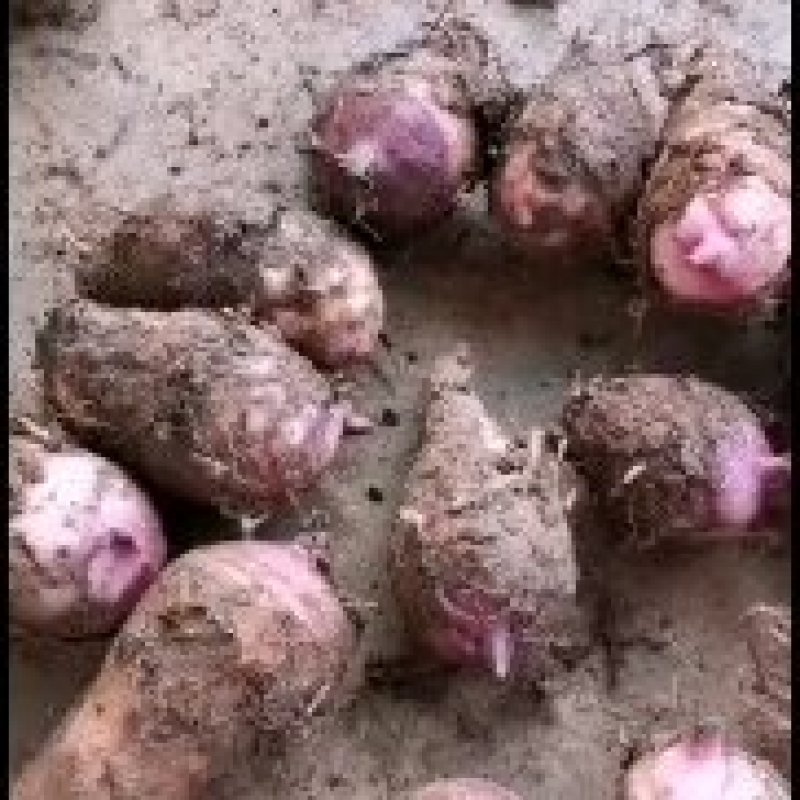 攀枝花红芽芋头大量上市，产地鲜货直发，有需要的老板快来