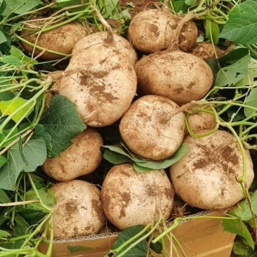 豆薯、凉薯、广东凉薯、地萝卜、地瓜（品质保证，量大从优）