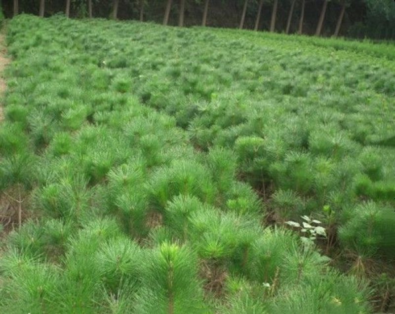 黑松苗
