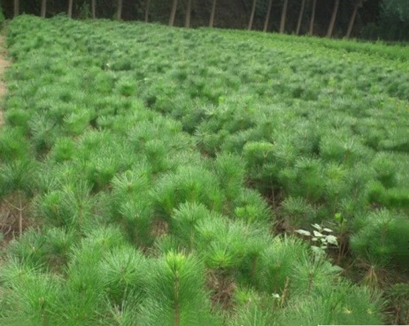 黑松苗