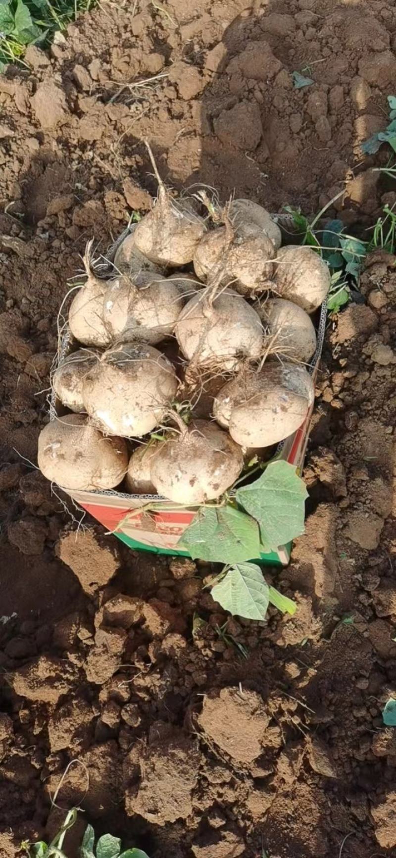 豆薯、凉薯、广东凉薯、地萝卜、地瓜（品质保证，量大从优）