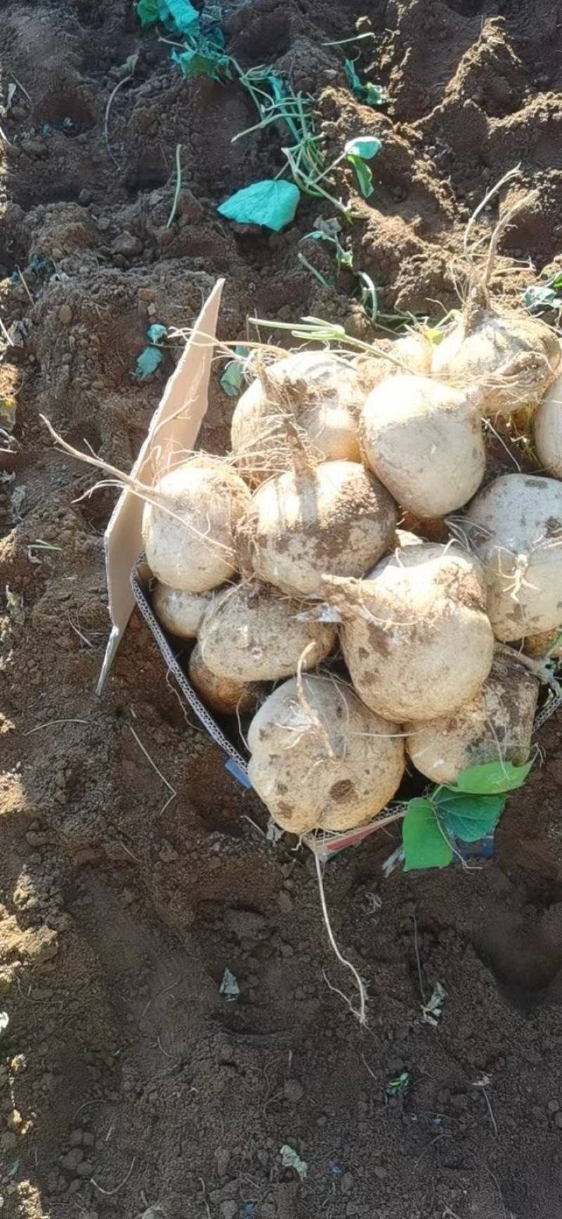 豆薯、凉薯、广东凉薯、地萝卜、地瓜（品质保证，量大从优）