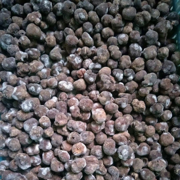 冰冻块菌冻块菌松露一首货源甄选品质质优价廉
