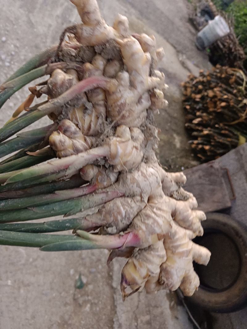生姜