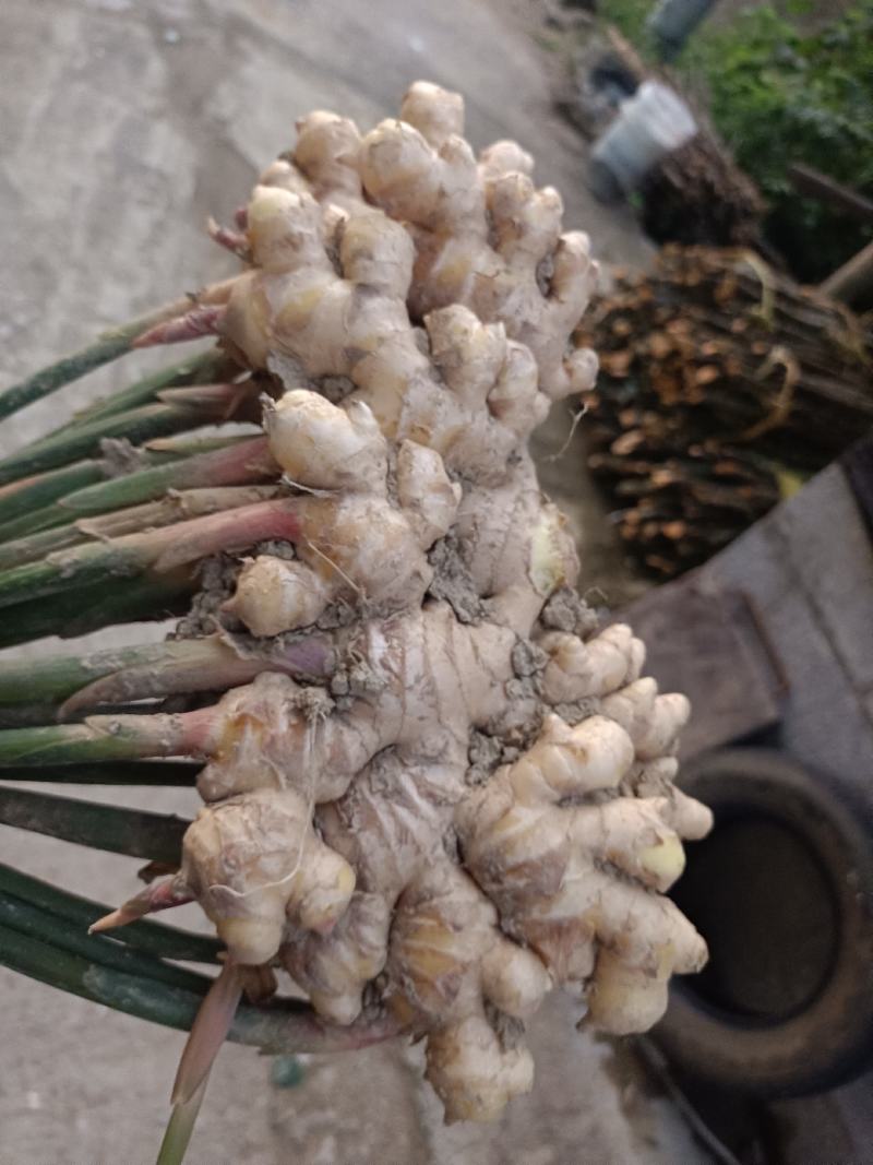 生姜