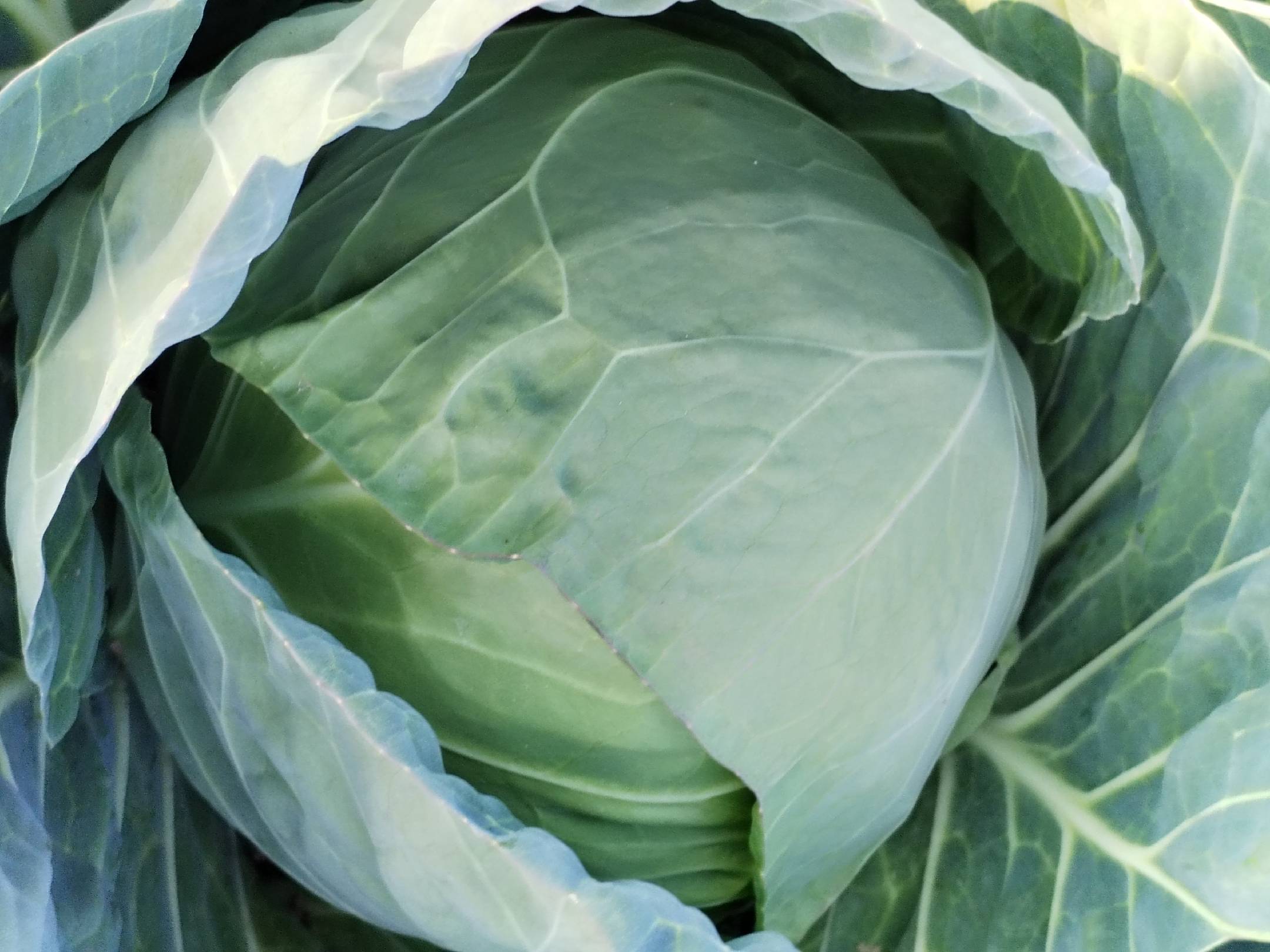 包菜新鲜度判断图