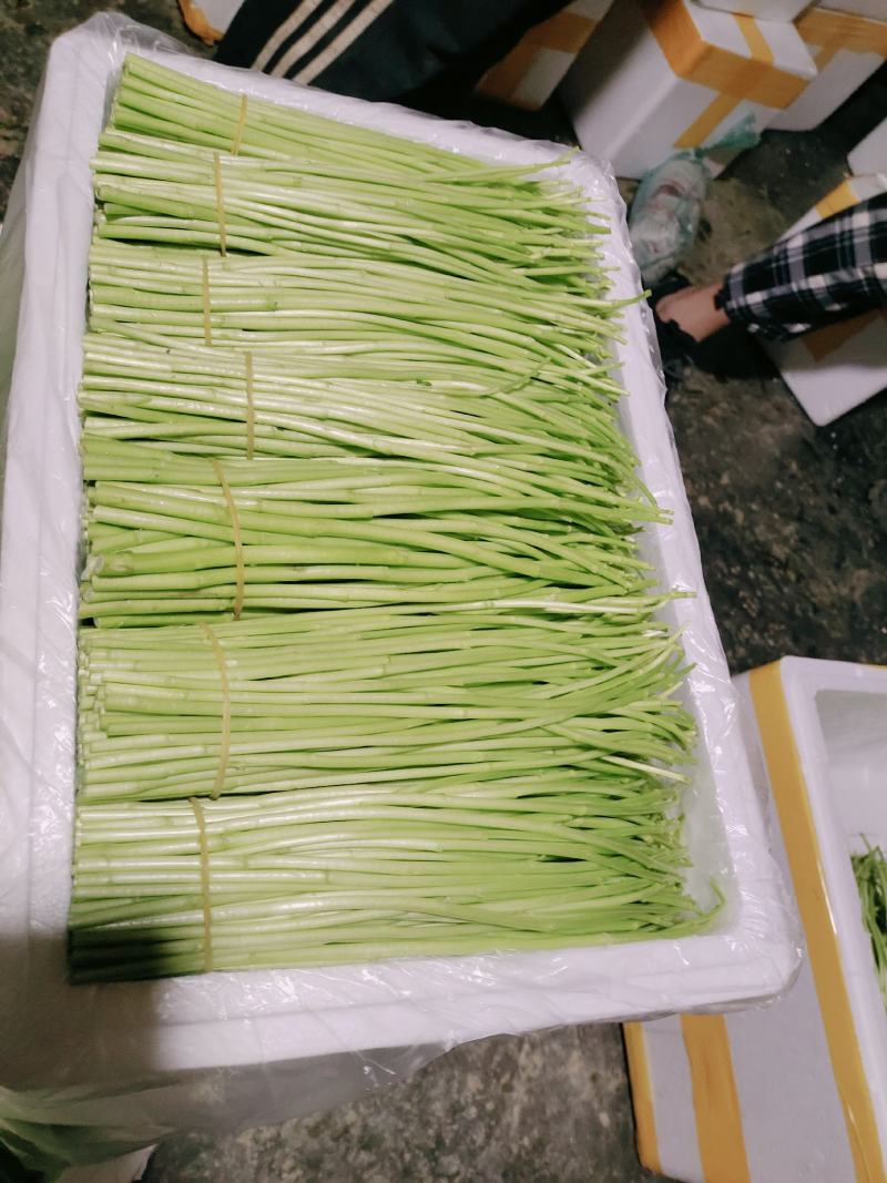 芦蒿12一公斤