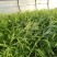 芦蒿12一公斤
