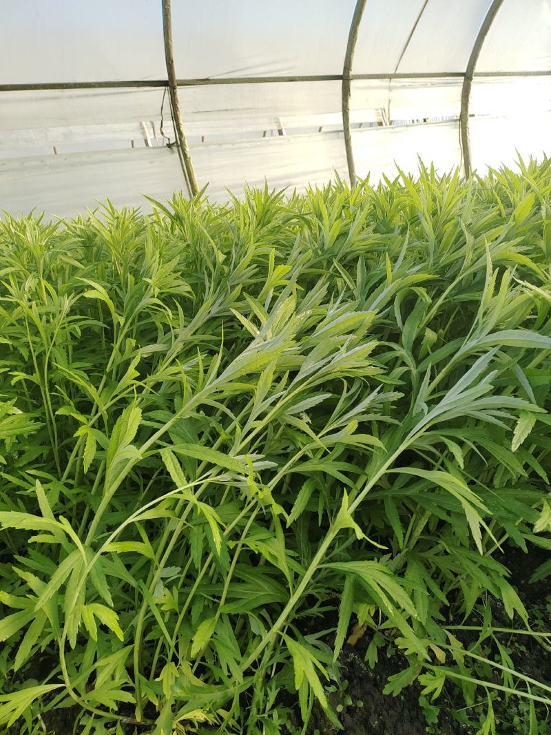 芦蒿12一公斤