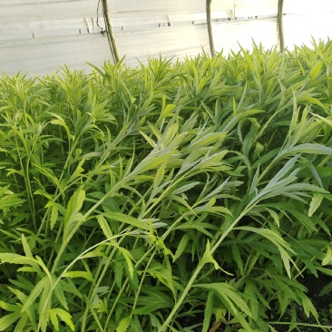 芦蒿12一公斤