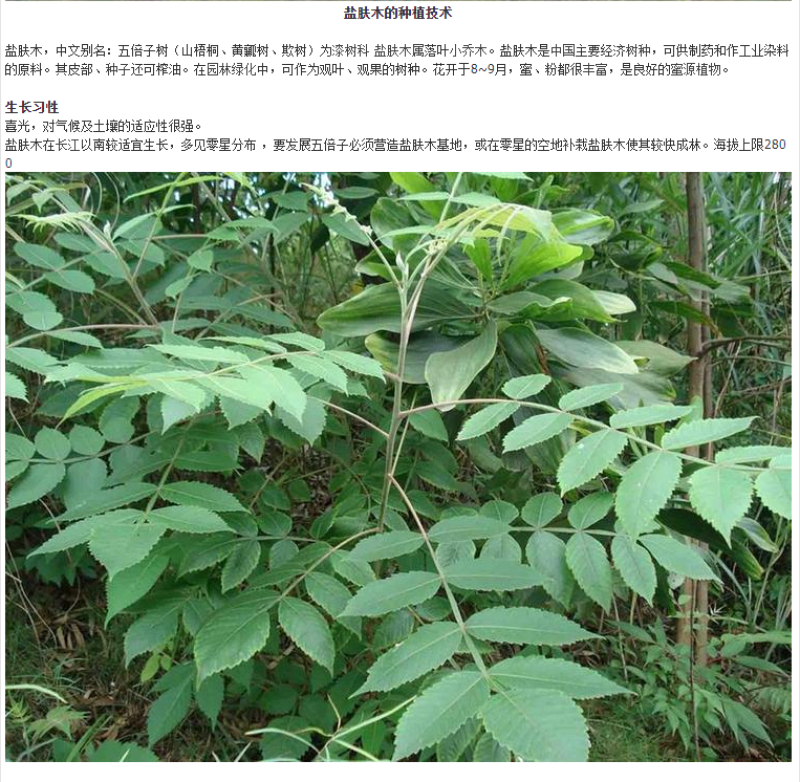 盐肤木种子护坡灌木种子蜜源树种子五倍子种子花木林木苗木种
