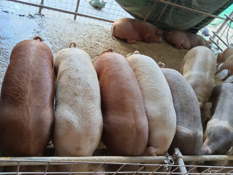 农村散养土猪肉、土大白鹅、土鸭、土鸡、土鸡蛋、鸭蛋、鹅蛋