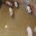 农村散养土猪肉、土大白鹅、土鸭、土鸡、土鸡蛋、鸭蛋、鹅蛋