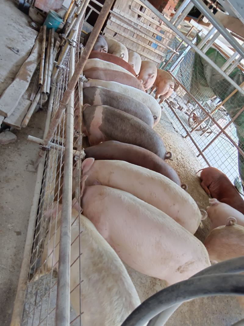 农村散养土猪肉、土大白鹅、土鸭、土鸡、土鸡蛋、鸭蛋、鹅蛋