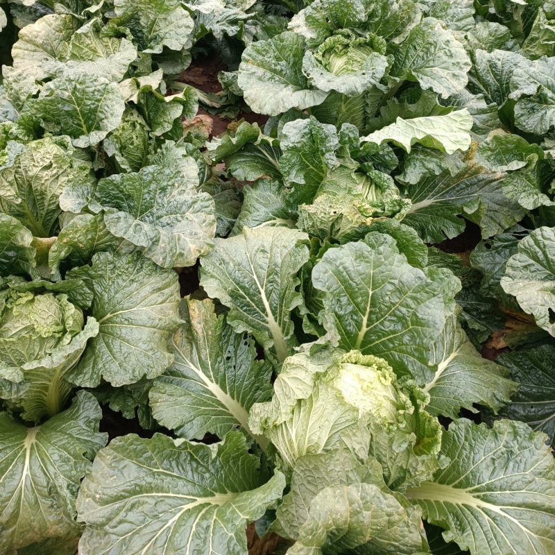 优质大白菜，货原充足，质量好
