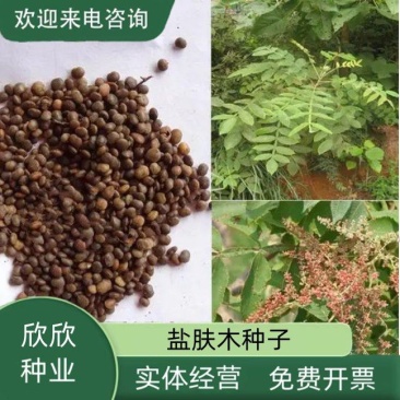 盐肤木种子护坡灌木种子蜜源树种子五倍子种子花木林木苗木籽