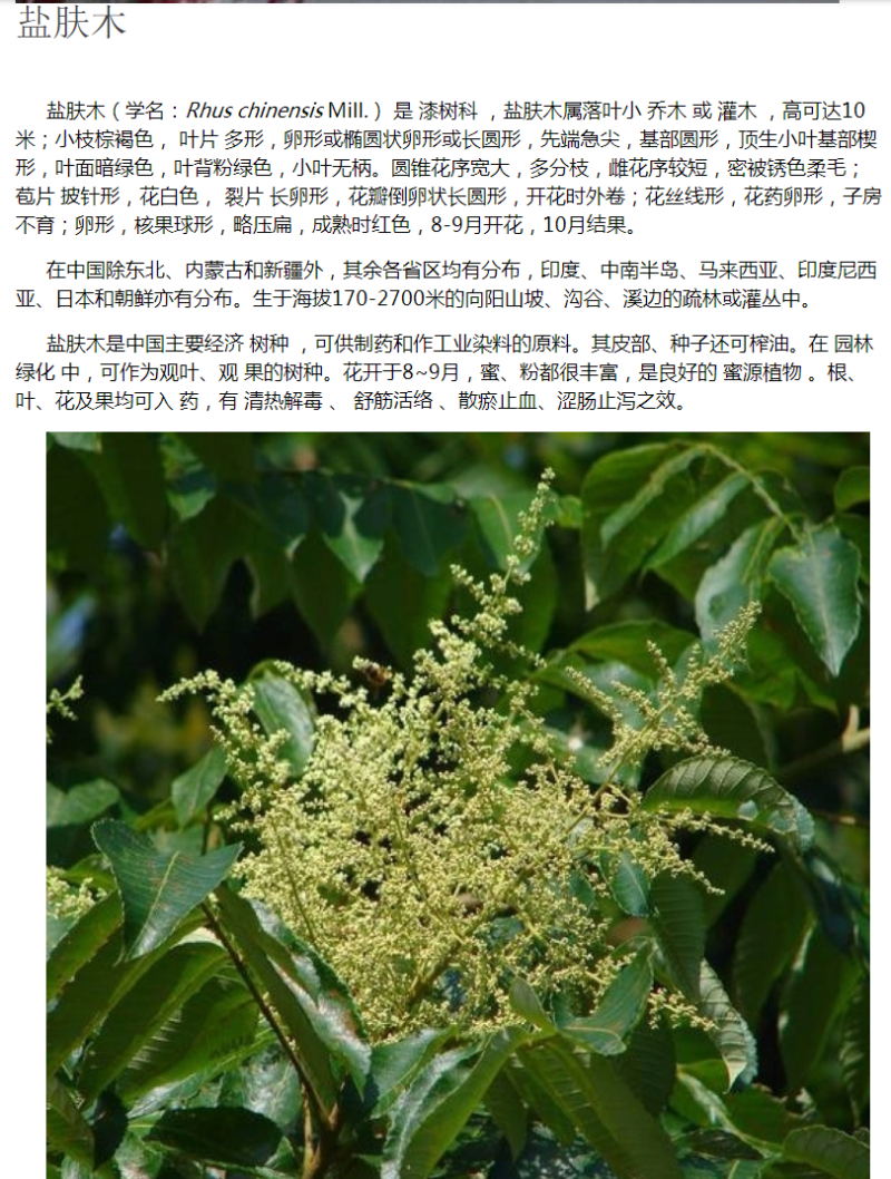 盐肤木种子护坡灌木种子蜜源树种子五倍子种子花木林木苗木籽
