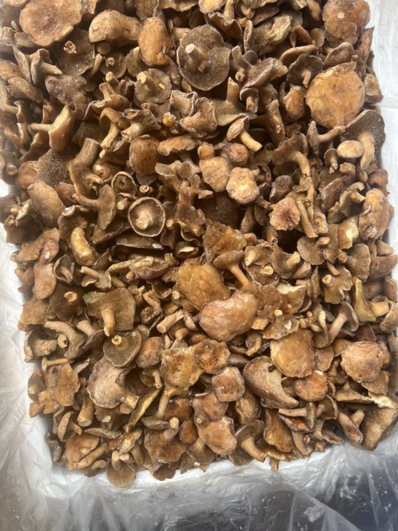 云南特产红乳牛肝菌冰冻松乳菌老家产地货源量大从优